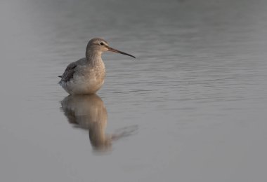 Benekli redshank (Tringa erythropus)