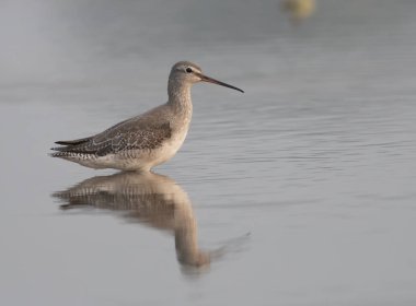 Benekli redshank (Tringa erythropus)