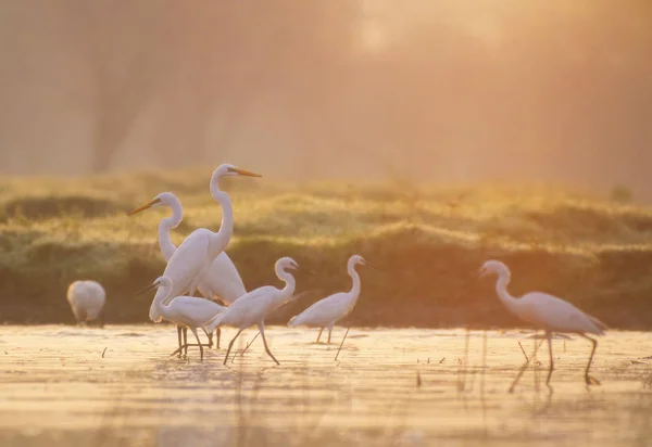 Great Egrets fishing at sunrise — Stock Photo, Image