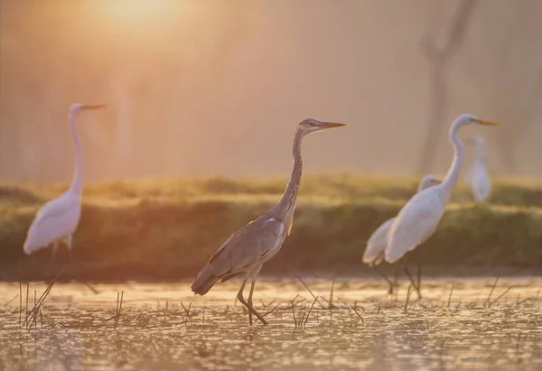 Grey heron  at sunrise — Stock Photo, Image