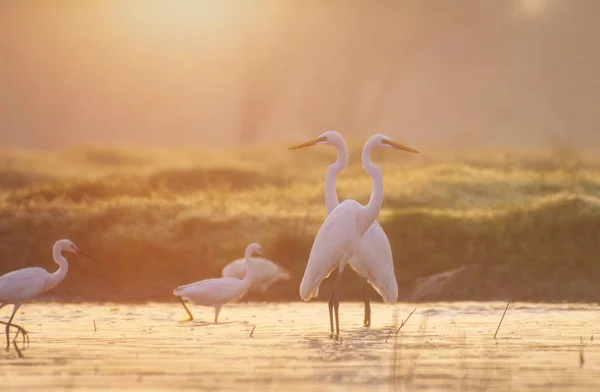 Grandes Egrets pesca ao nascer do sol — Fotografia de Stock