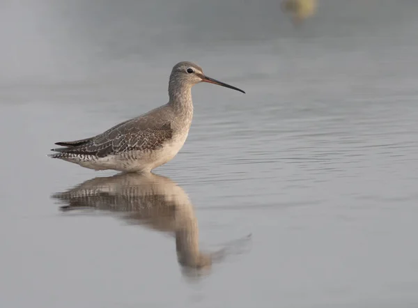 Vodouš tmavý (Glareola erythropus) — Stock fotografie