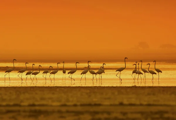 Flamingos Nascer Sol Lago — Fotografia de Stock