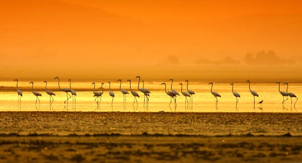 Flamingos Nascer Sol Lago — Fotografia de Stock