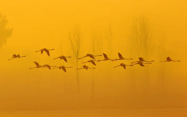 Flamingos Voando Nascer Sol Lago — Fotografia de Stock