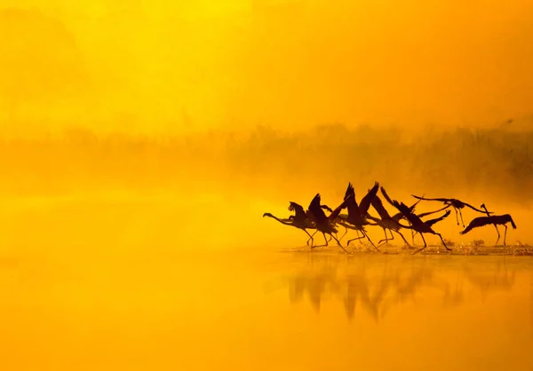 Flamingos ao pôr do sol em um lago — Fotografia de Stock