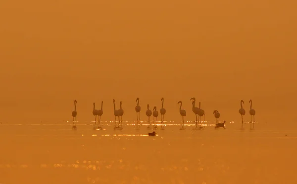 Greater Flamingo Colorful Lake — Stock Photo, Image