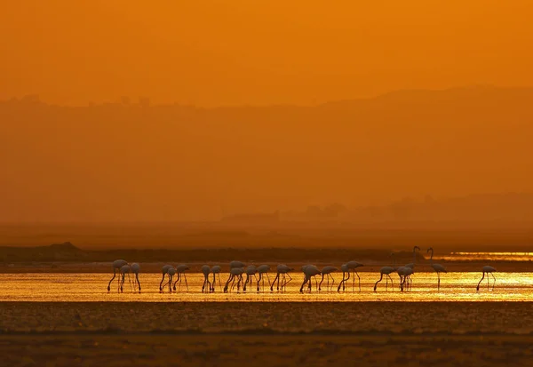 Flamingo Maior Lago Colorido — Fotografia de Stock