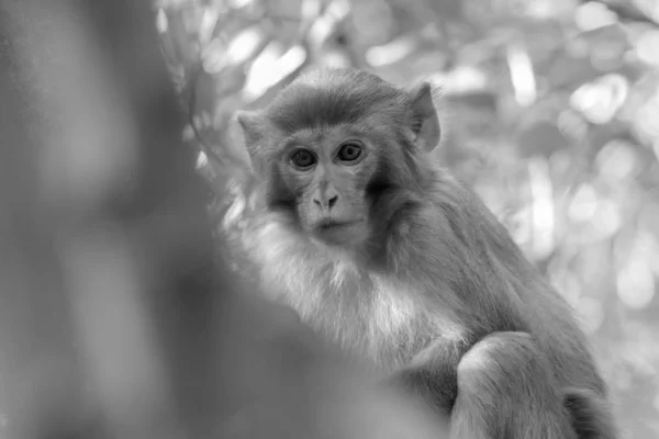 Mono Macaco Rhesus Macaca Mulatta — Foto de Stock