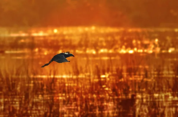 Lila Moorhuhn Fliegt Bei Sonnenuntergang — Stockfoto