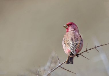 Büyük çütre (Carpodacus rubicilla)