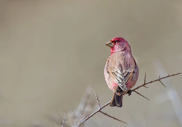 Świetne dziwonia (Carpodacus rubicilla) — Zdjęcie stockowe