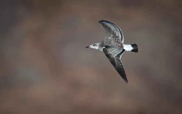 Чайка Палласа (Larus ichthyaetus ) — стоковое фото