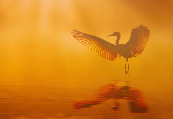 Vacker fågel dansa i sjön vid Sol uppgången i Misty morgon — Stockfoto