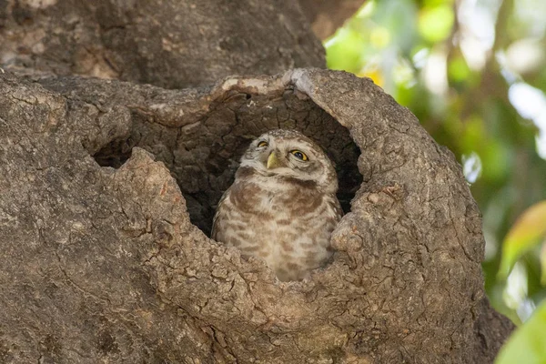 La chouette tachetée dans l'arbre — Photo