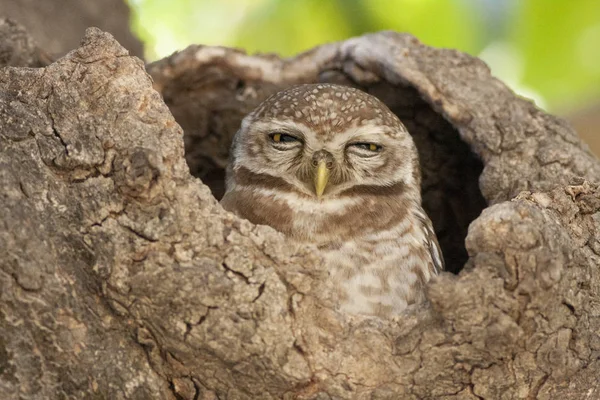 Il gufo maculato — Foto Stock