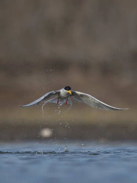 O rio tern — Fotografia de Stock