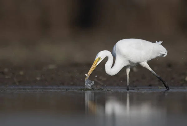 Grande Pêche Dans Les Zones Humides — Photo