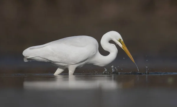 Большая Рыбалка Водно Болотных Угодьях — стоковое фото