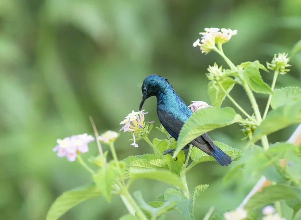 Lila Sunbird (Nectarinia asiatica) — Stockfoto