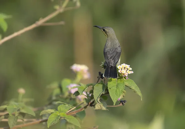 Lila Sunbird (Nectarinia asiatica) — Stockfoto