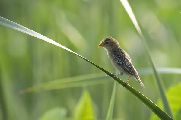 Baya Weaver med jakt — Stockfoto