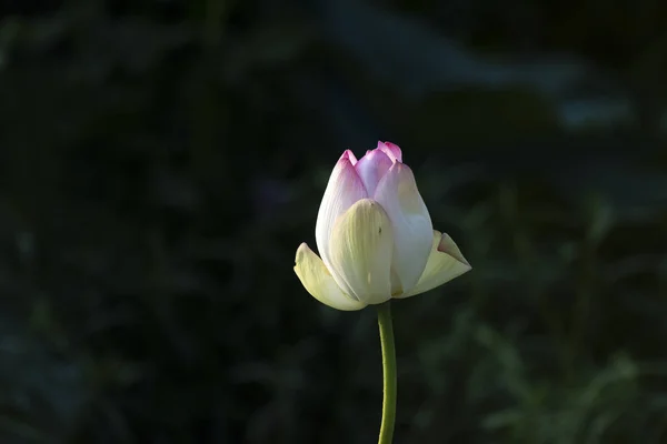 Sulak alanda Nilüfer çiçeği — Stok fotoğraf
