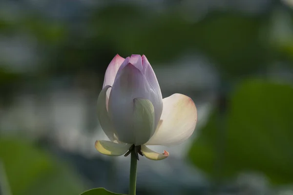 Lotus flower  in wetland — Stock Photo, Image