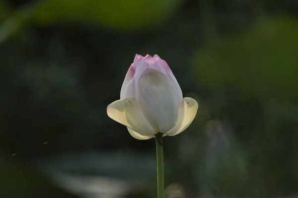 Lotus flower  in wetland — Stock Photo, Image