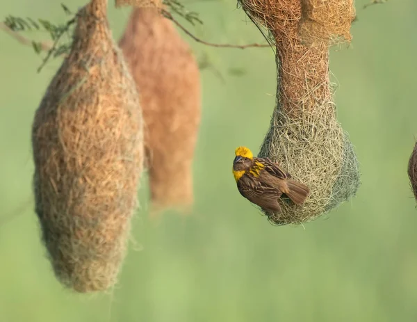 Baya weaver (Ploceus philippinus) with Nesting Colony — Stock Photo, Image