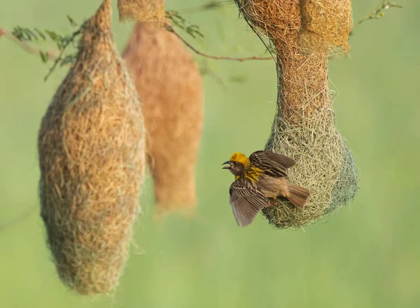 Baya tecelão (Ploceus philippinus) com Nesting Colony — Fotografia de Stock