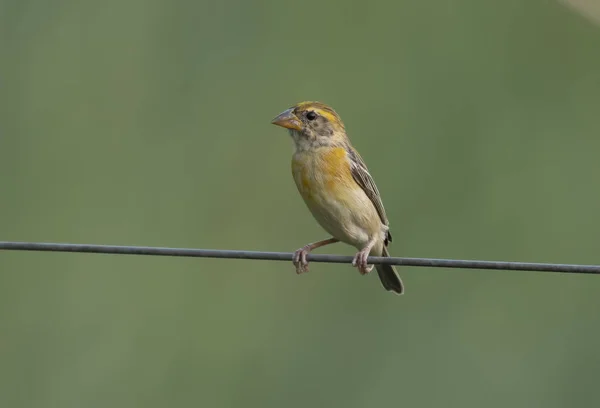 Baya tejedor pájaro en el alambre —  Fotos de Stock
