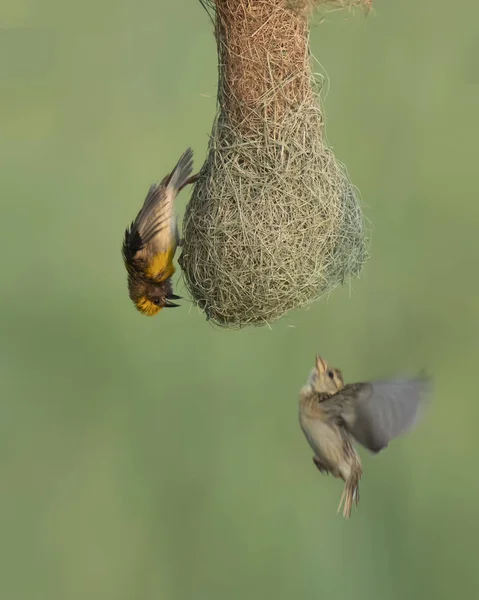 Baya Weaver (Ploceus philippinus) met broed kolonie — Stockfoto