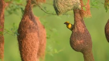 Yuvalama Kolonisi ile Baya dokumacı (Ploceus philippinus)