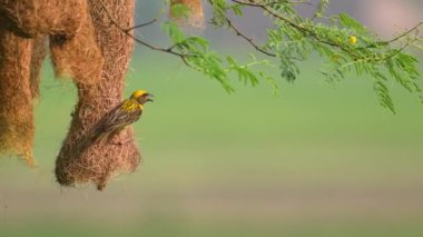 Yuvalama Kolonisi ile Baya dokumacı (Ploceus philippinus)