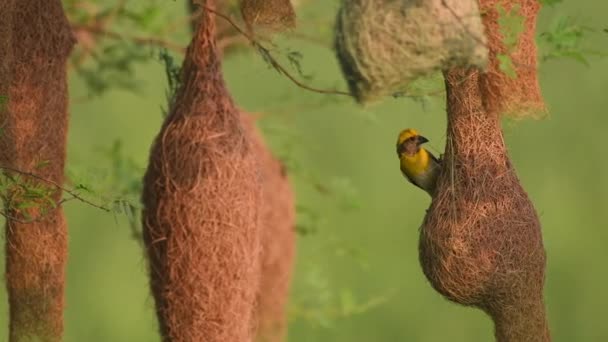 Baya Weaver (Ploceus philippinus) med häckande koloni — Stockvideo
