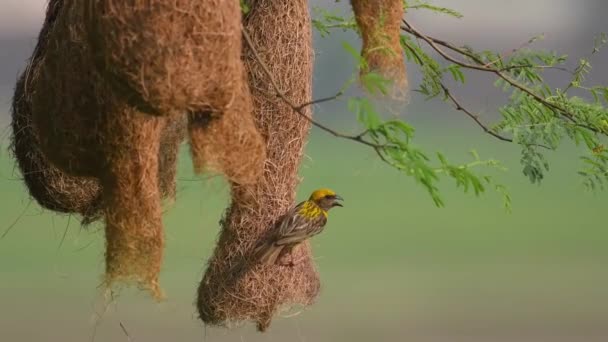 Baya Weaver (Ploceus philippinus) met broed kolonie — Stockvideo