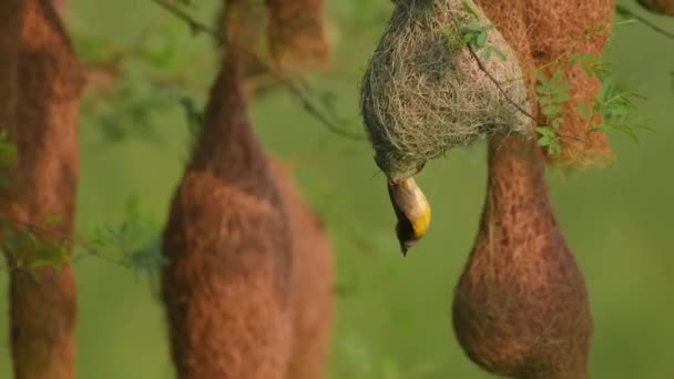 Baya Weaver (Ploceus philippinus) met broed kolonie — Stockvideo