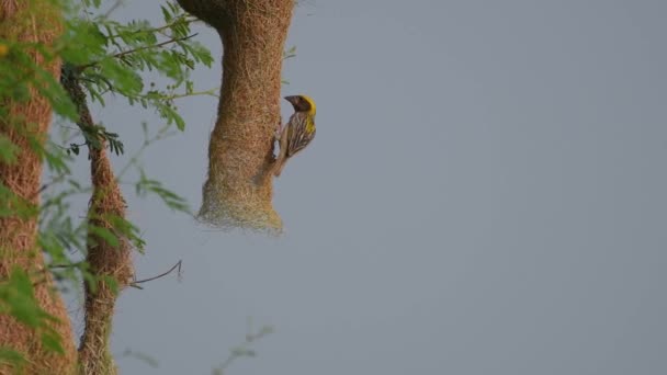 Tejedor de Baya (Ploceus philippinus) con Colonia de Anidación — Vídeos de Stock