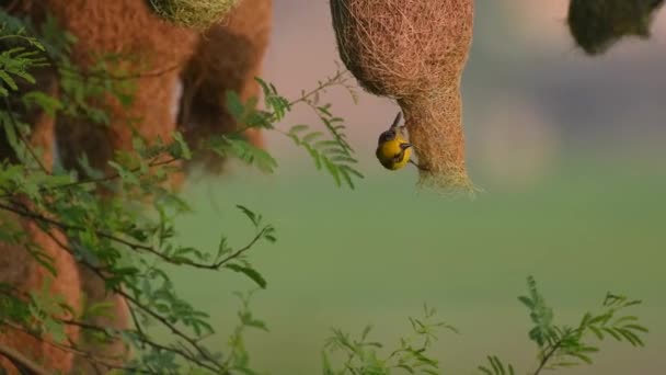 Tessitore di baja (Ploceus philippinus) con colonia di nidificazione — Video Stock