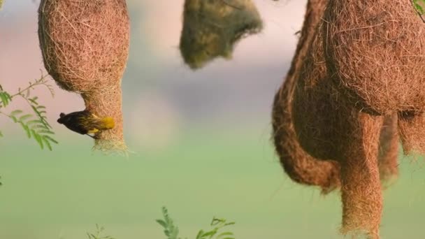 Tkadlec Baja (Ploceus philippinus) s hnízdící kolonií — Stock video