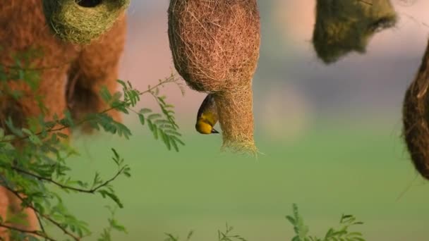 Tejedor de Baya (Ploceus philippinus) con Colonia de Anidación — Vídeo de stock