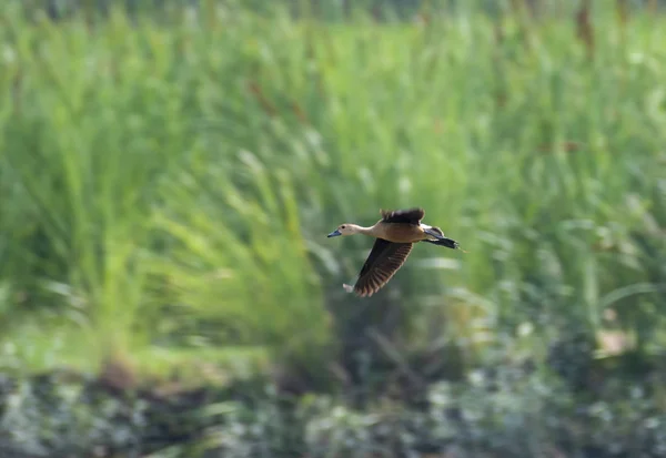 Lesser whistling duck Flying — Stock Photo, Image