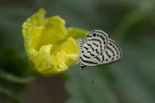 Kék pierrothadás (Tarucus nemzetség) virággal — Stock Fotó