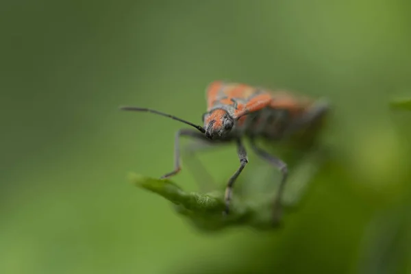 Makroaufnahme von Spilostethus - einem Mitglied der Familie der Samenkäfer-Lygen — Stockfoto