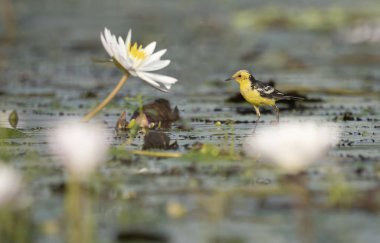 Wagtail ve lotus çiçekleri