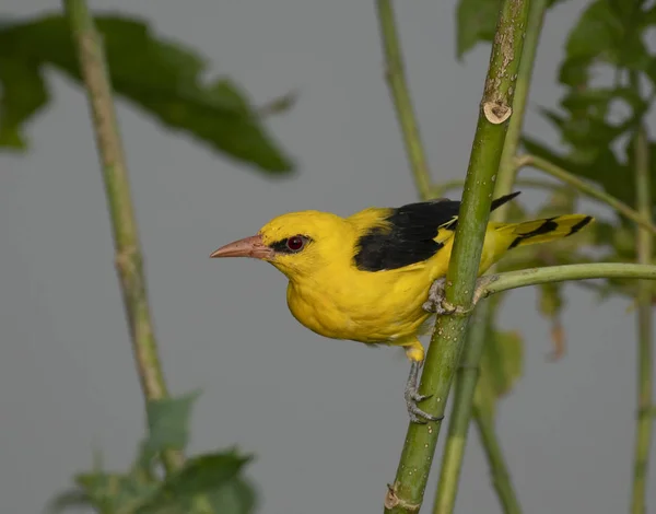 Altın Oriole (Oriolus oriolus) — Stok fotoğraf