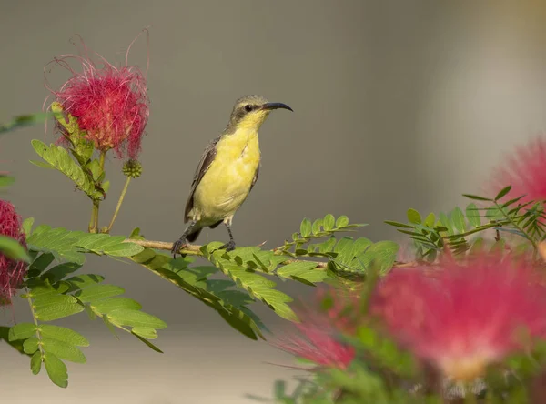 Mor Sunbird (Nectarinia asiatica) — Stok fotoğraf