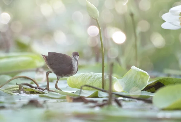 Білогрудний водень (Amaurornis phenicurus) є водою — стокове фото