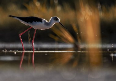 Siyah kanatlı Stilt uzun bacaklı su kuşu gölde yürürken